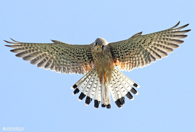  Common Kestrel Falco Tinnunculus  ,Maagan Michael  05-03-12  Lior Kislev             